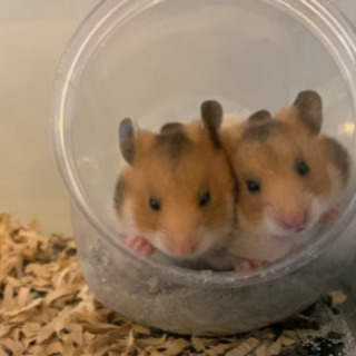 ゴールデンハムスターと長毛ハムスターの赤ちゃん