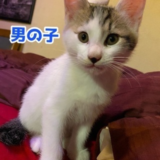 生後3ヶ月目の子猫ちゃん！緊急！