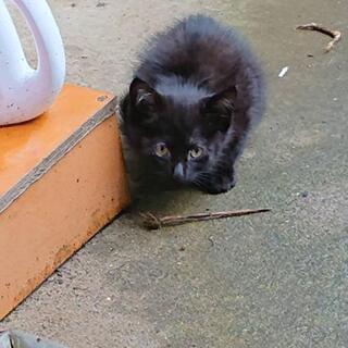 ふわふわ黒猫