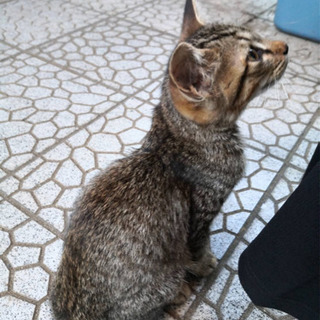 人懐っこい猫さんです