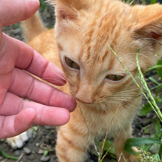 子猫の里親募集ちゃトラ　『決定』