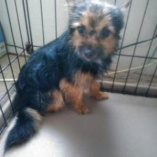 里親決まりました　成犬　チワワとヨークシャテリアのmixの男の子