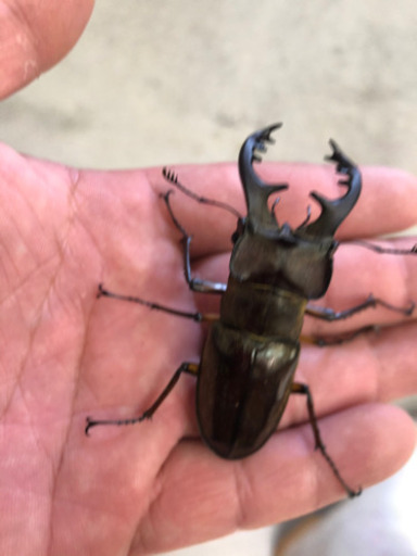 ミヤマクワガタ　69㎜