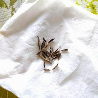 コスモスの種 約25粒