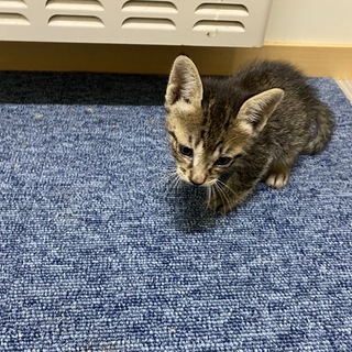 まいご子猫