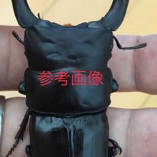 マツノ久留米 オオクワガタ 80mmペア