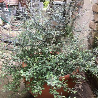 野外で育った植物