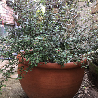 野外で育った植物の画像