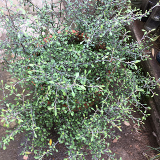 野外で育った植物の画像