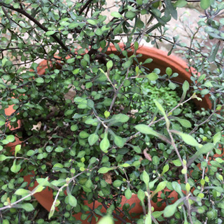 野外で育った植物の画像