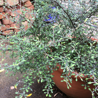 野外で育った植物の画像