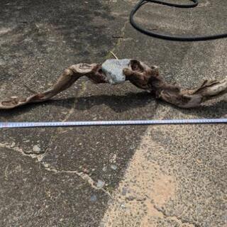 石が挟まった流木