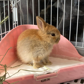 うさ友募集。