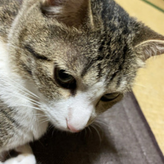 親子猫