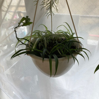 観葉植物 簡単トリオ ハンギング オリヅルラン オモト