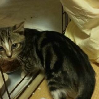 野良猫の赤ちゃん2匹