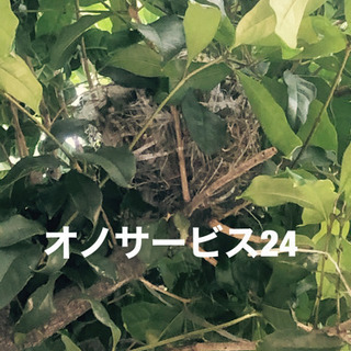 愛知県、岐阜県一部地域対応   蜂の駆除、ヘビ、コウモリ、ゴキブリ駆除など - 岡崎市