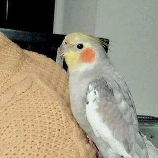 岡山県でオカメインコを探してます。