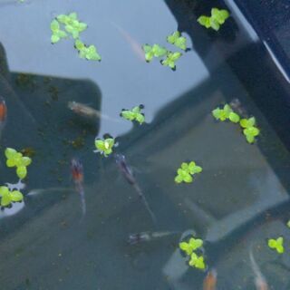 画像のあけぼの雲州三色三色ラメ松井ヒレナガ雅三色等
