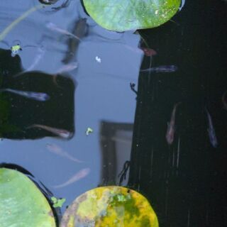 画像のあけぼの雲州三色三色ラメ松井ヒレナガ雅三色等の画像