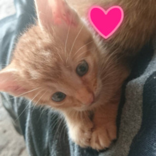 子猫ちゃん