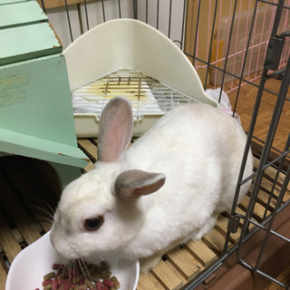 新潟のウサギさん好き集まれ(o^^o)