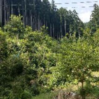 期間限定価格２１日０時まで💴三重県☆非課税３筆土地セット🏞

