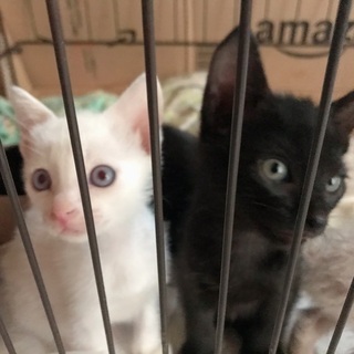 生後2ヶ月こねこ里親募集
