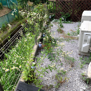 裏庭の草むしり