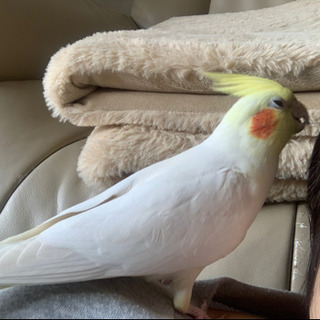 オカメインコ迷子にて探しています。