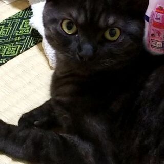 アメリカショートヘア