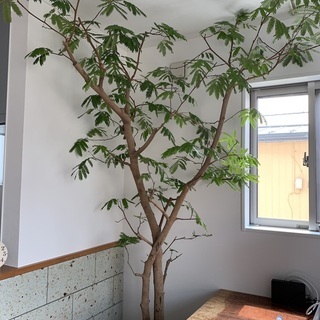 エバーフレッシュ　リビングサイズ　Ｌ4　高さ130ｃｍ 楽天市場】エバーフレッシュ（高さ（植物）131cm ～）の通販