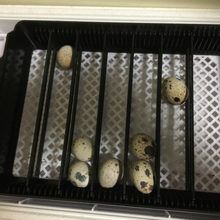 自動孵卵器の画像