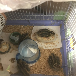 自動孵卵器の画像