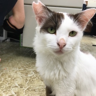 とても人懐っこい地域猫の里親募集！