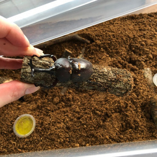 天然カブトムシ幼虫
