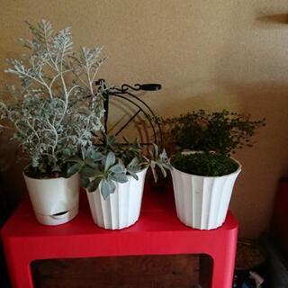 ◆今月末まで◆観葉植物４種(他にも有り) プラ鉢・缶植え