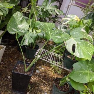 観葉植物　斑入りモンステラ　大き目の画像