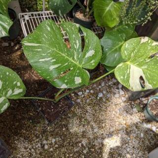 観葉植物　斑入りモンステラ　大き目の画像