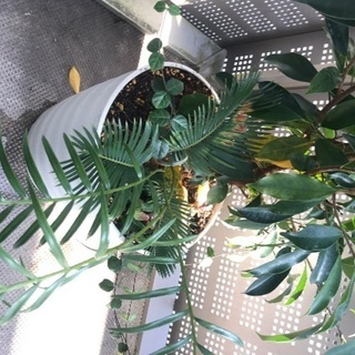 ガジュマル、ソテツ寄植の画像