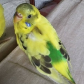 セキセイインコを探しています(/ _ ; )
