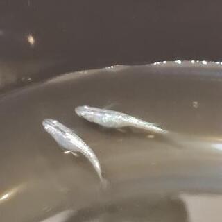 ブルースターダスト　メダカ　2cm  1 匹