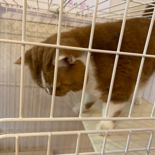 スコティッシュ　雄　2歳 - 猫