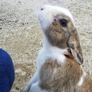 TOEICの授業を行います。(韓国語も可能)の画像