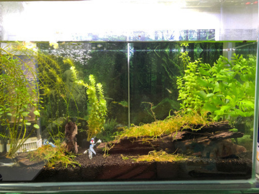 アクアリウムセット