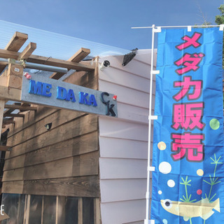 8月8日メダカCKオープン