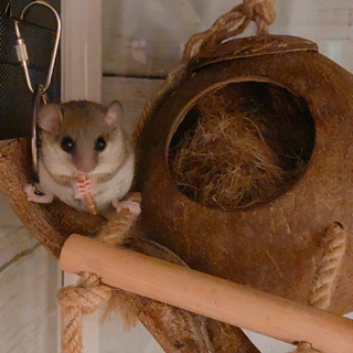 ★取引完了★ハリネズミ アフリカヤマネ　小動物 − 愛知県