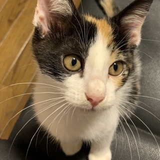 子猫 保護しました  里親になって頂ける方探してます