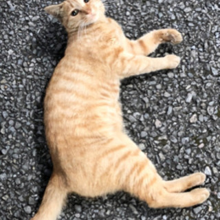 猫ちゃんを助けてください！里親募集