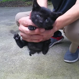 黒の子猫の里親募集